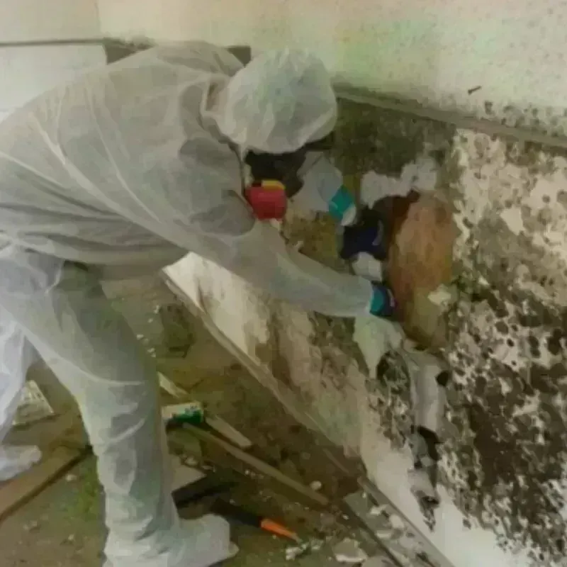 Mold Remediation and Removal in Francisville, KY